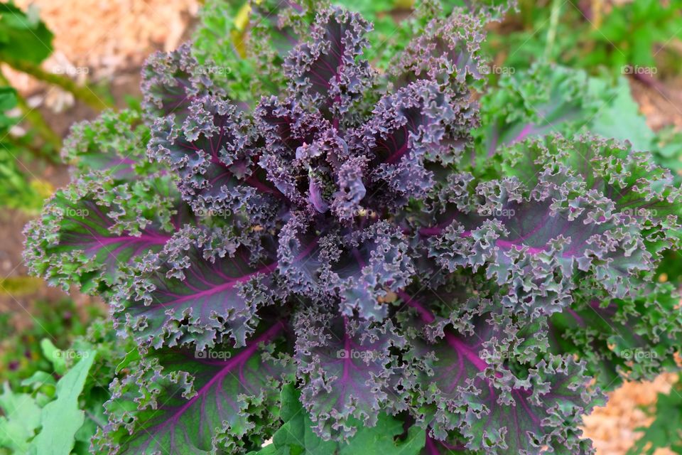 Vegetable garden, purple kale with beautiful purple center