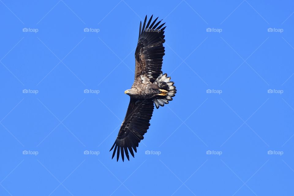 Majestic sea eagle