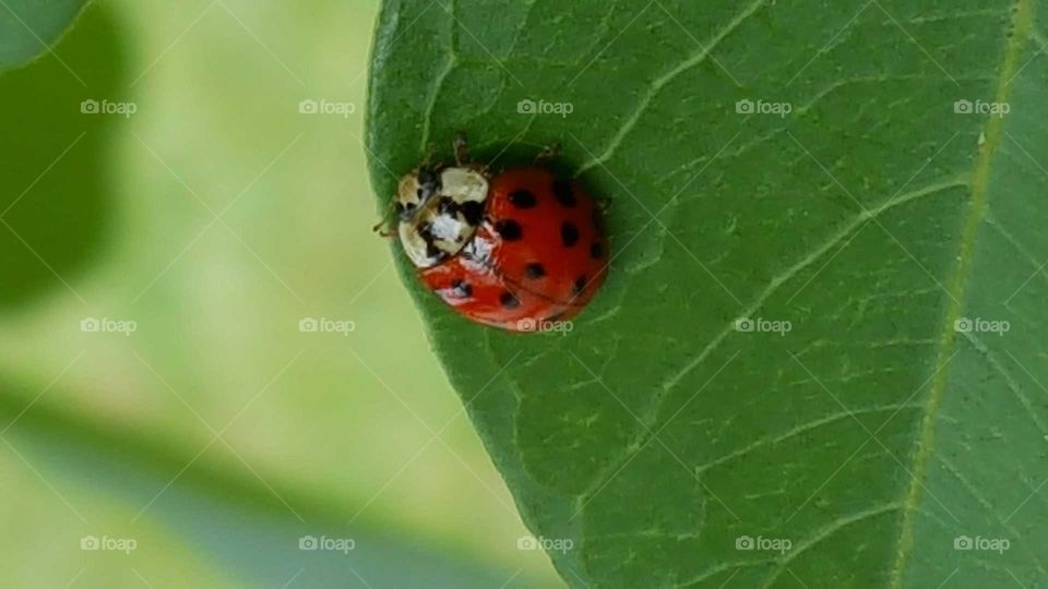ladybug