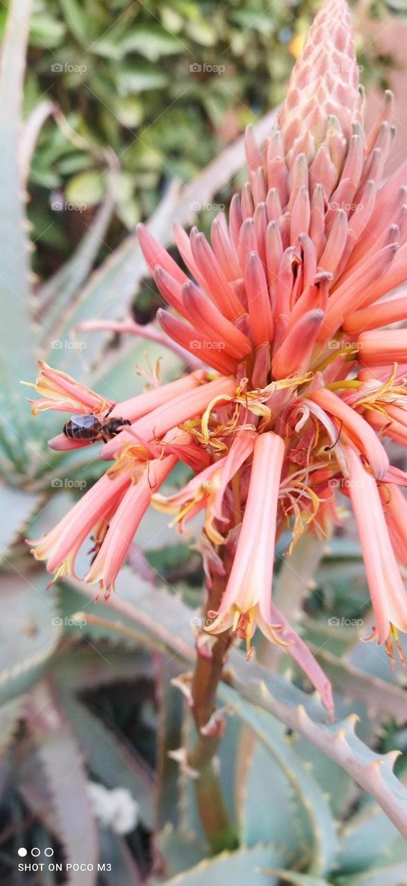 a bee on a red flower.