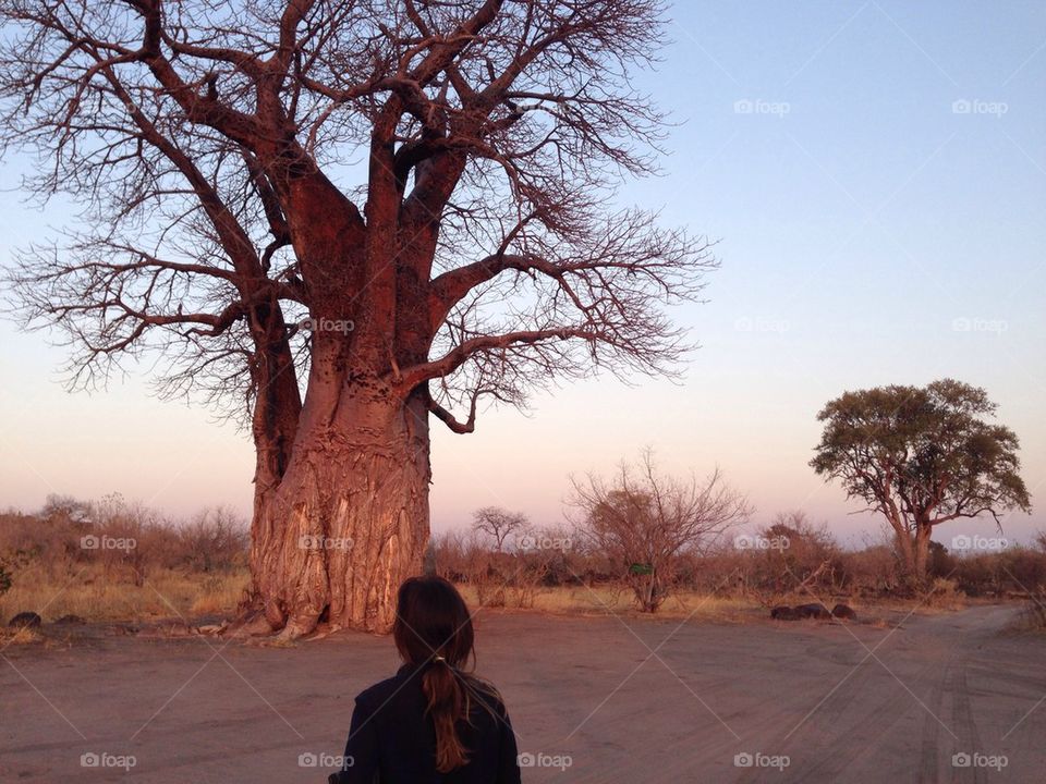 Trees in Africa