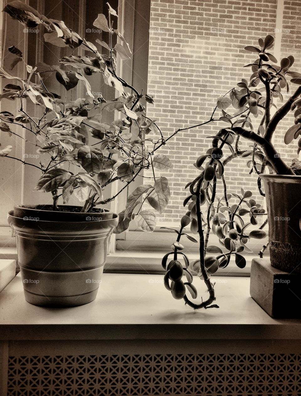 Plants in the window