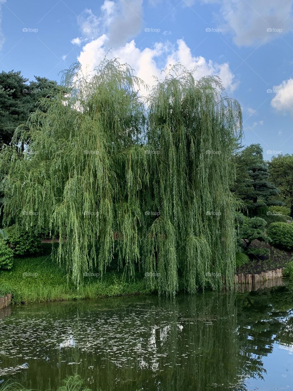 Weeping Willow tree hangs down over the pond - Green is a vibrant and eye-catching shade. It is a color you may use to make someone feel relaxed and calm or expand their imagination