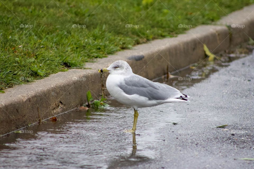 Portrait of a small bird on a gloomy day.