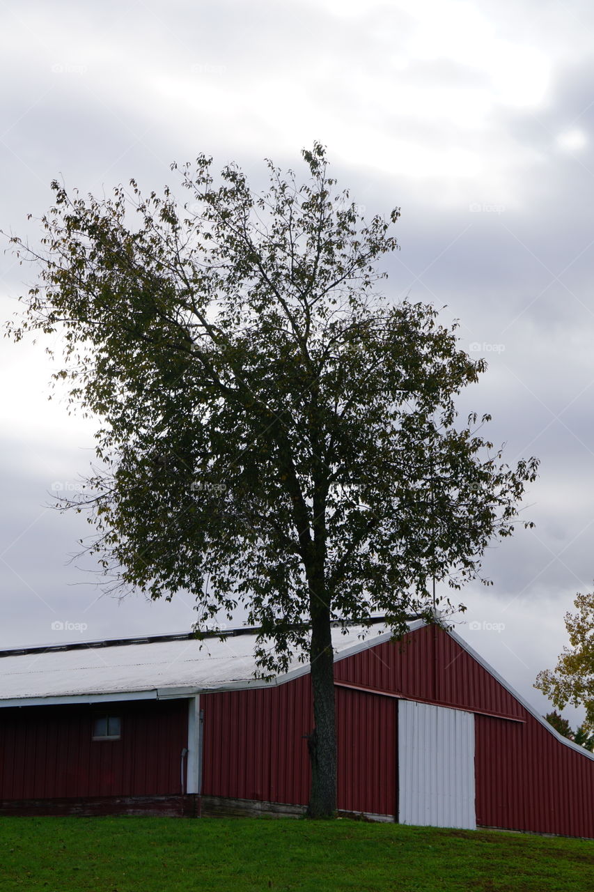 A tree and a barn. 