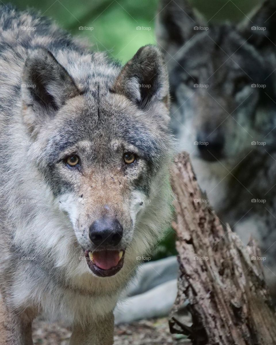 Two gray wolves