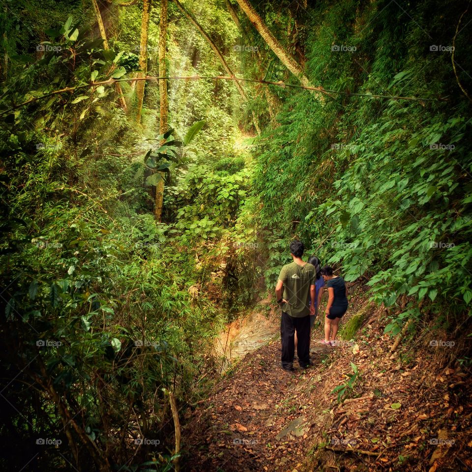 Magical Forest in Venezuela
