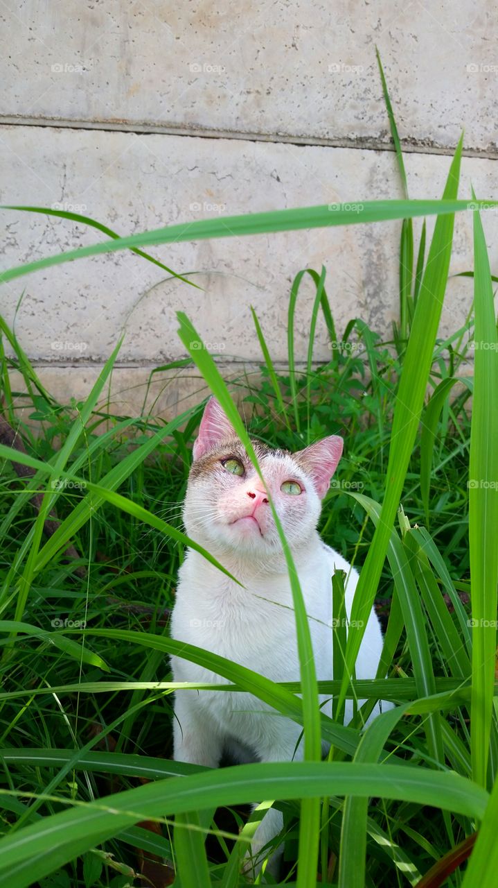 A male cat playing on the grass, his face was healing from scabies.