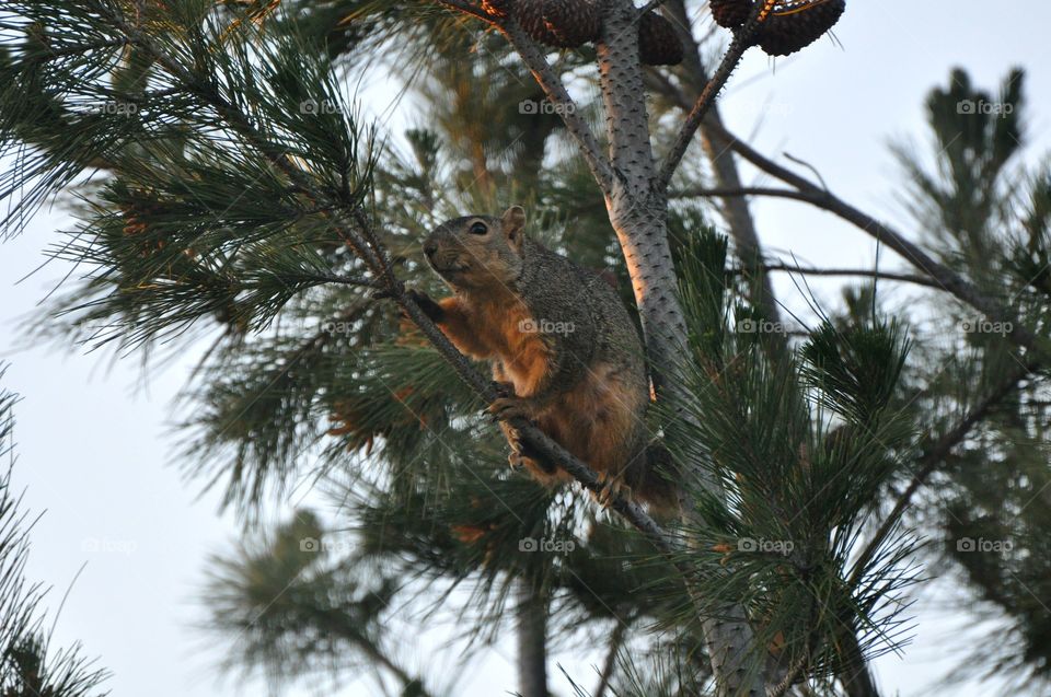 Squirrel on the tree