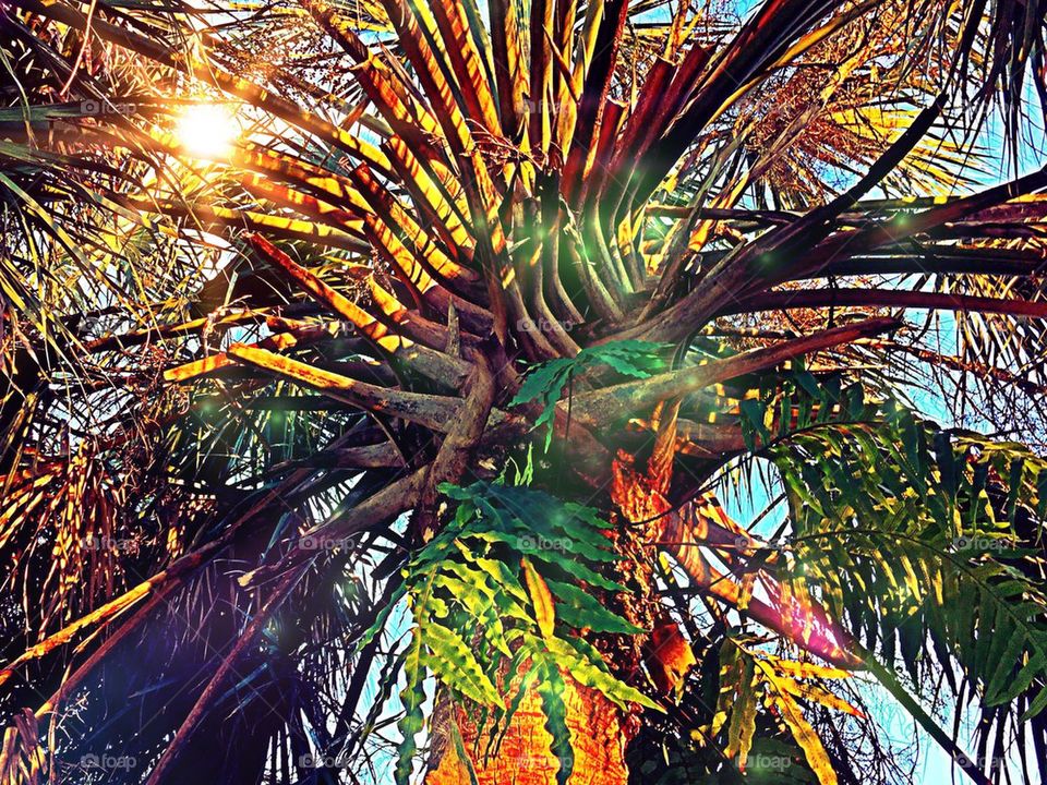 Pschedelic palms