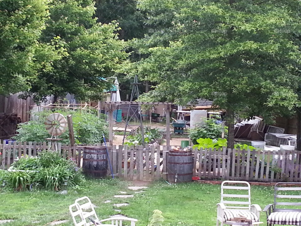 Backyard Garden