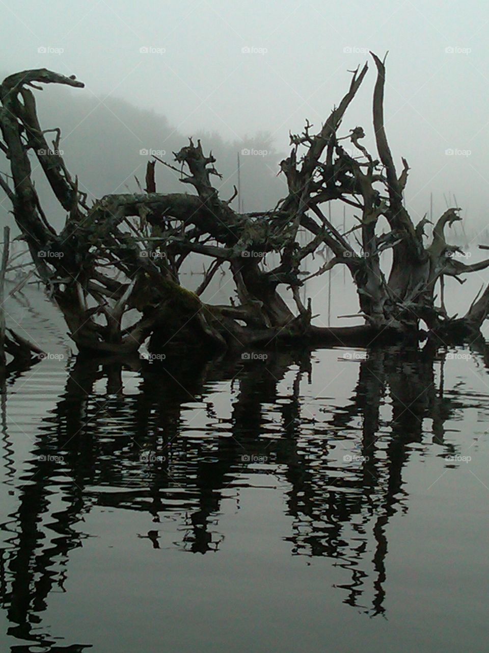 foggy morning  canoeing