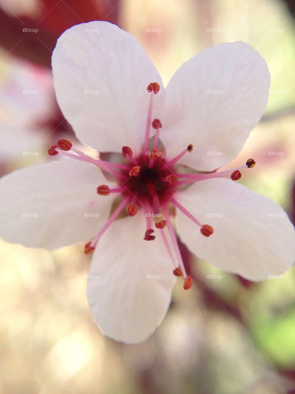 Up close flower