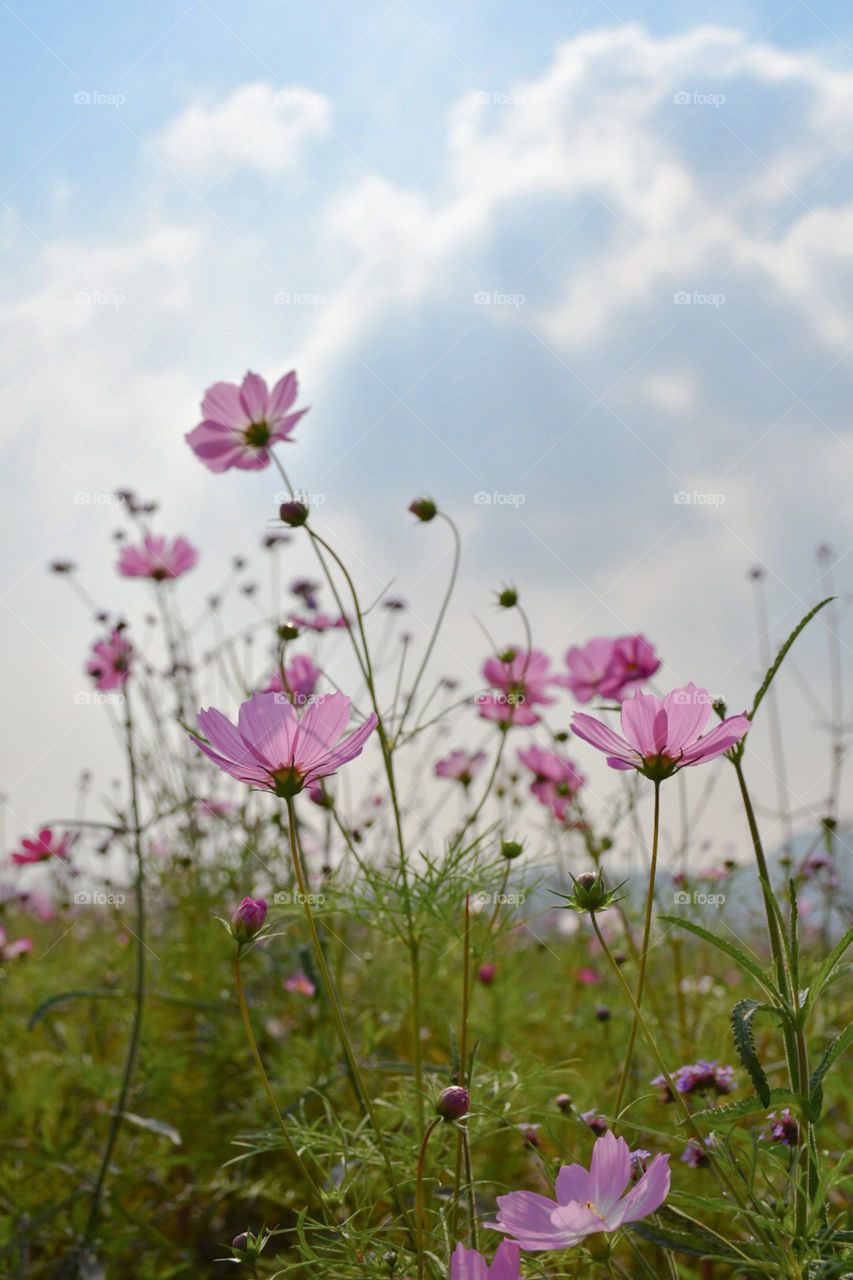 Some flowers