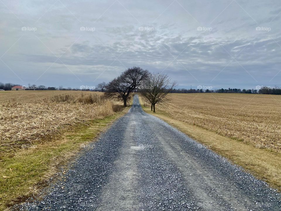 A gravel road through a cornfield leading to Best Farm at the Monocacy National Battlefield