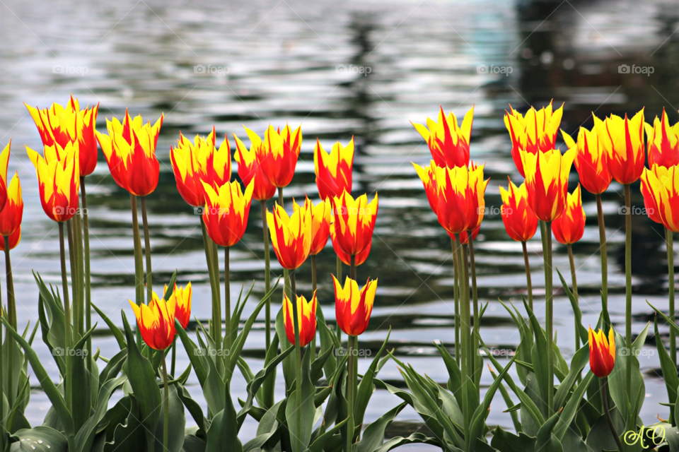 Firecracker  Tulips
