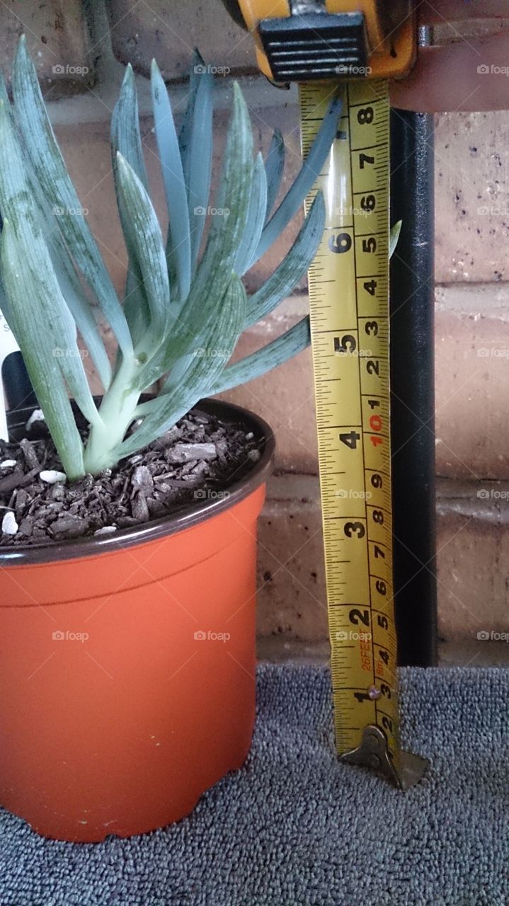 How tall is my Plant?