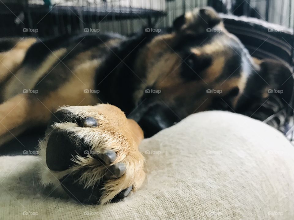 Dog sleeping in a crate 