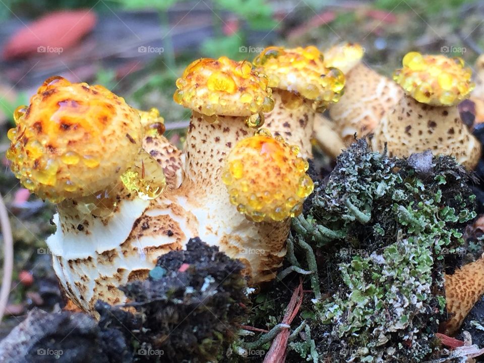 Yellow mushrooms. Yellow mushroom nature fungi 