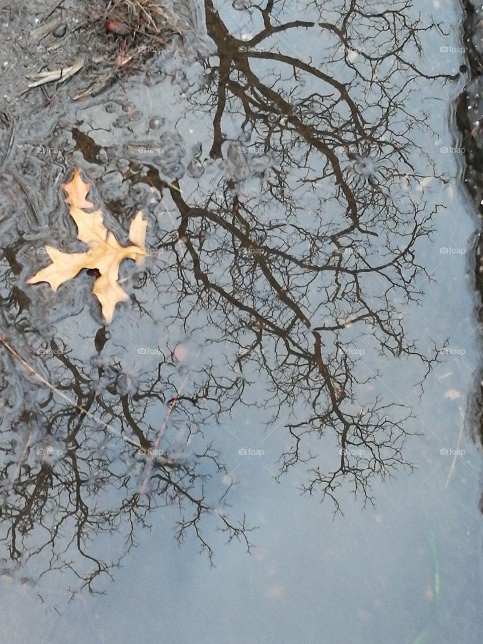 puddle reflexion