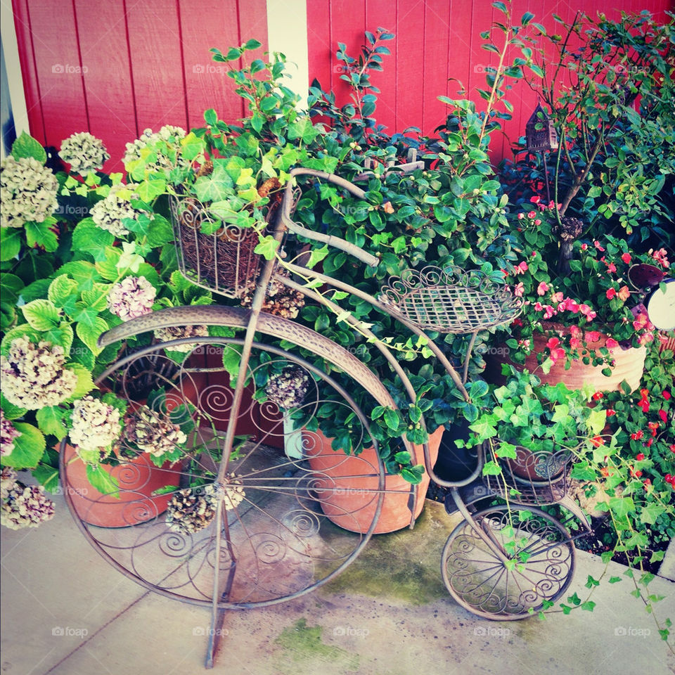 bicycle italy garden plants by gene916