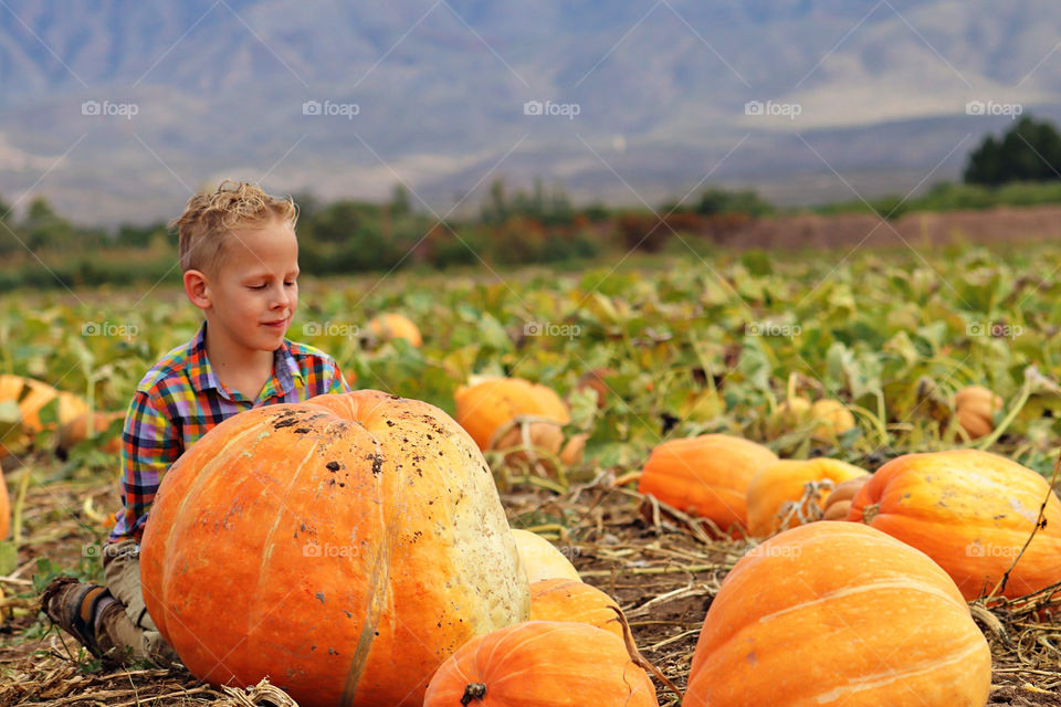 Pumpkins