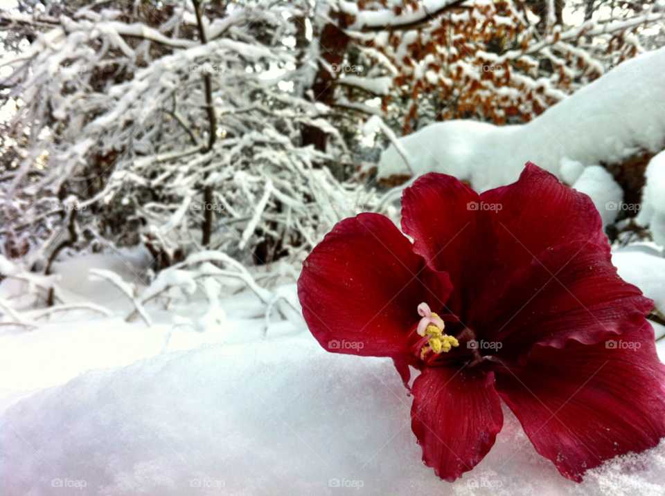 snow winter flower red by serenitykennedy