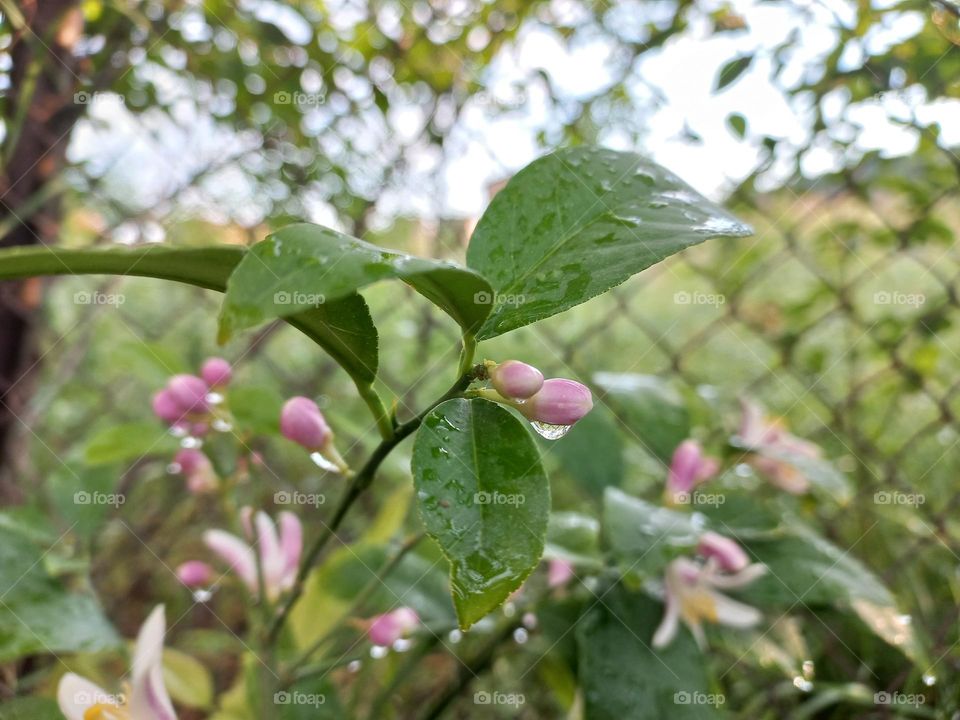 lemon flowers.