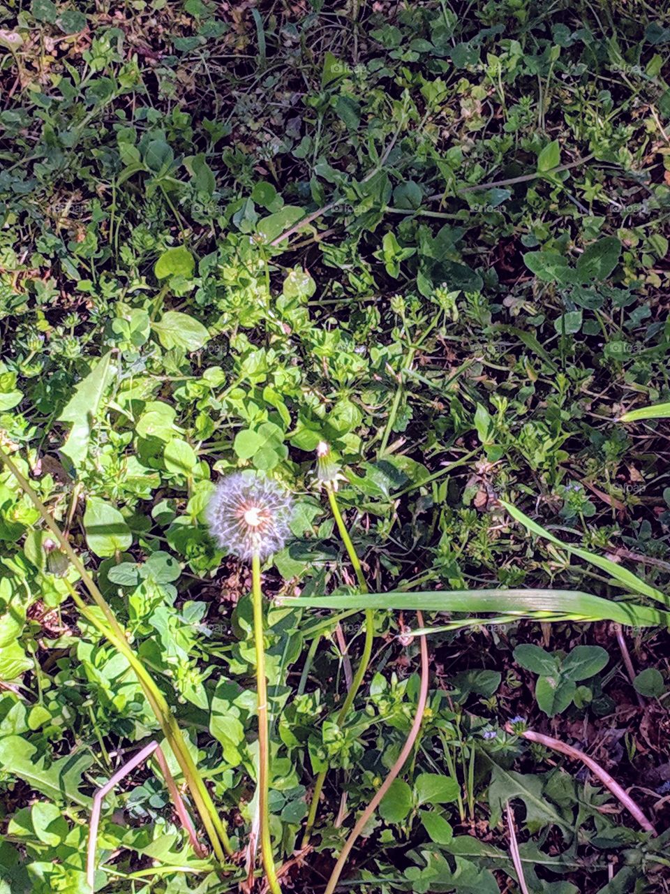 dandelion