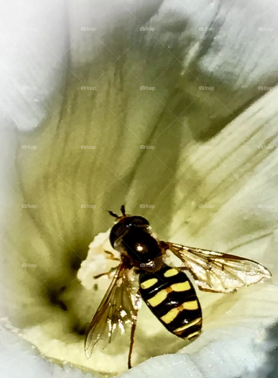 Wasp Waist 