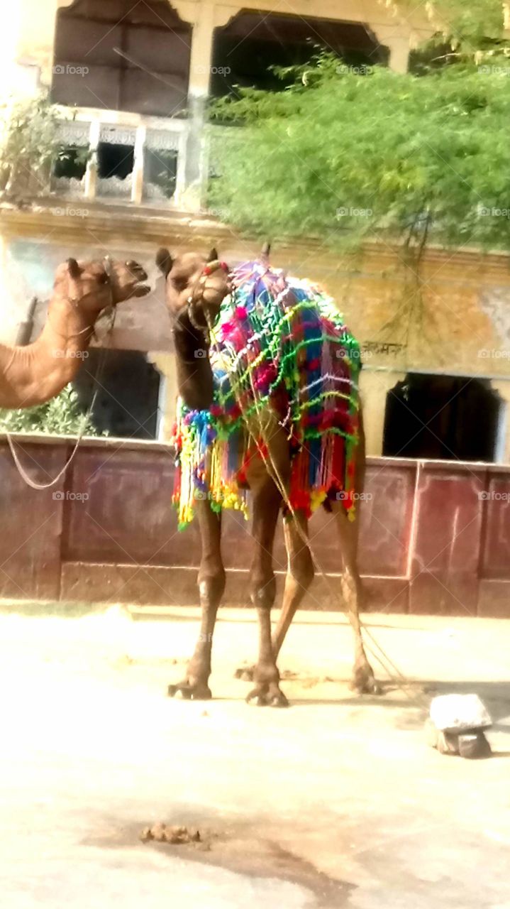 Pushkar camel fair