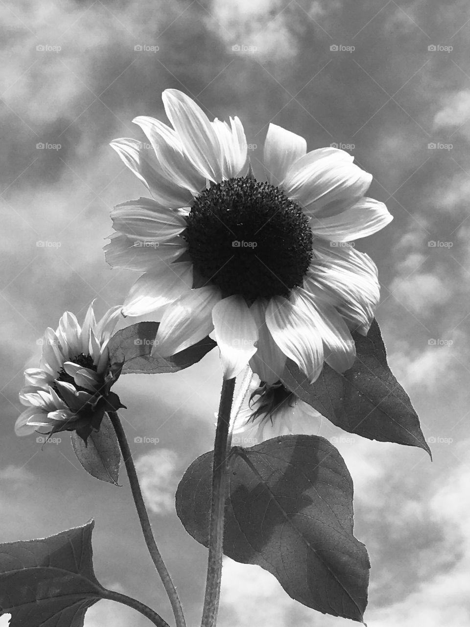 Black and white of sunflowers 