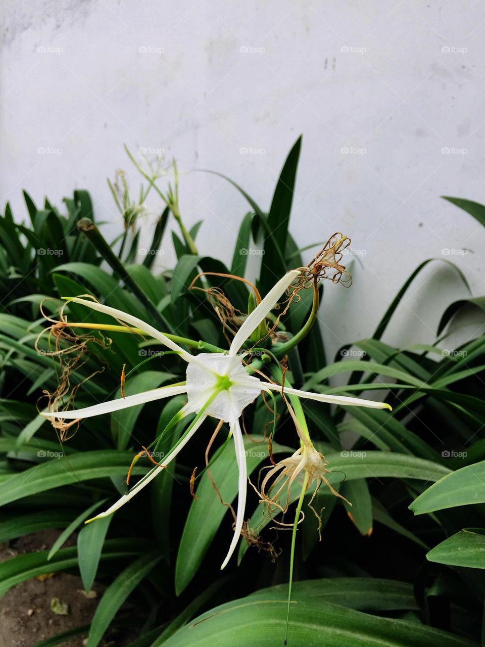 While I'm walking I'm just amazed with plants so I took a picture of it