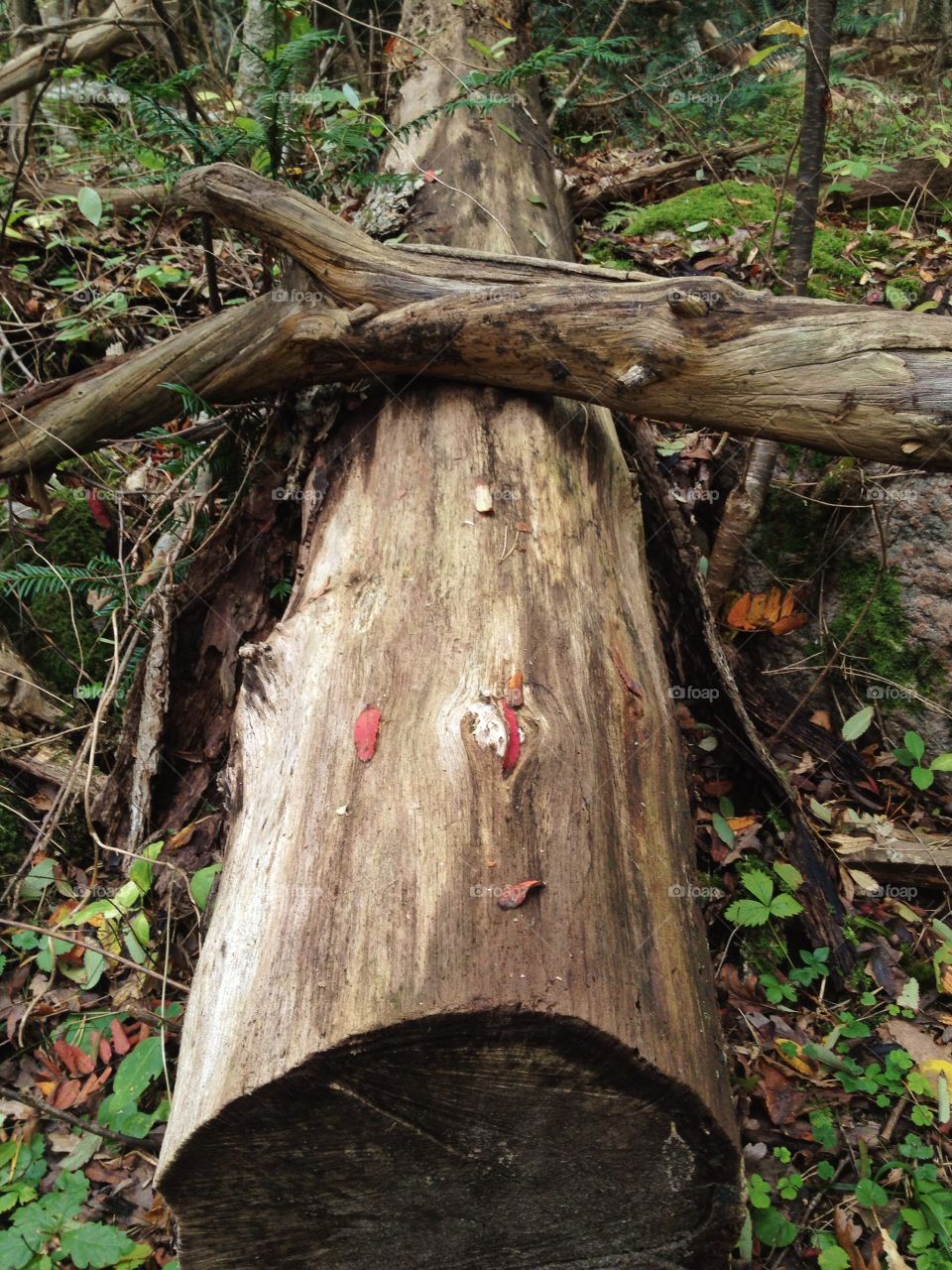 Close-up of woodenlog in forest