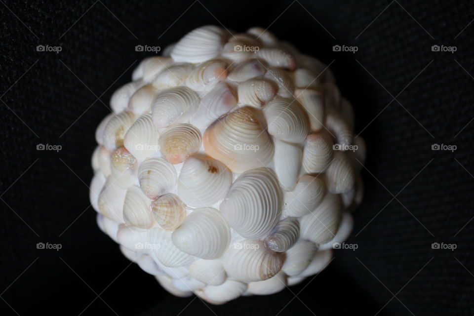 This is a macro shot of seashell ball . With a black background, we can focus on every detail of the seashells . 