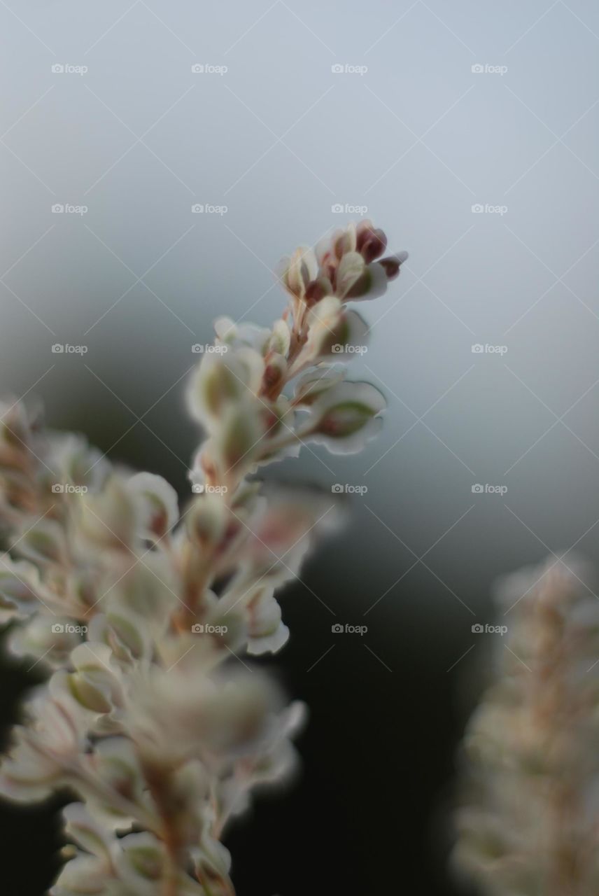 Close-up of a flower