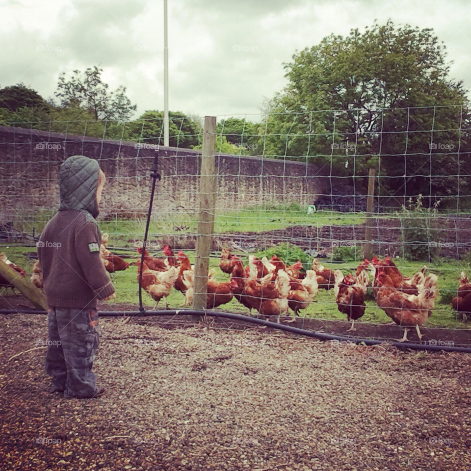 outdoors chickens free range by ianc73