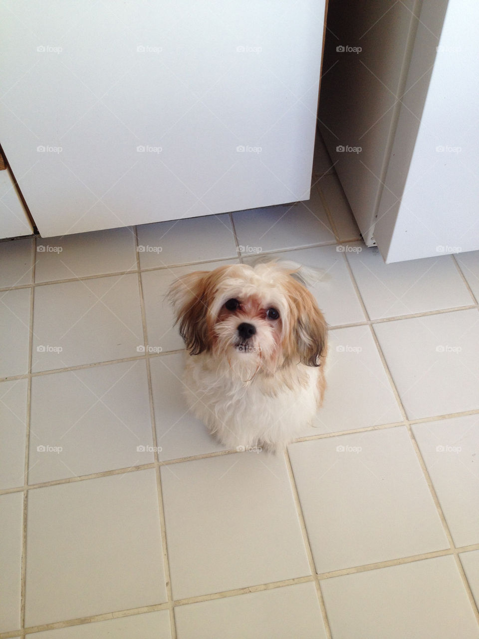 dog cute home hungry by wanderlust