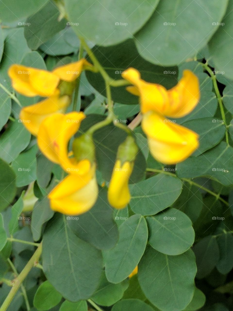 yellow flowers and green leaves.