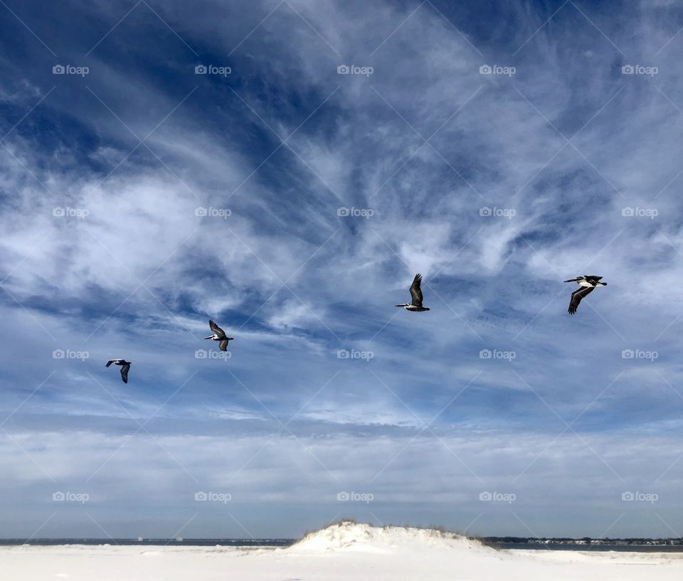Four pelicans gliding along