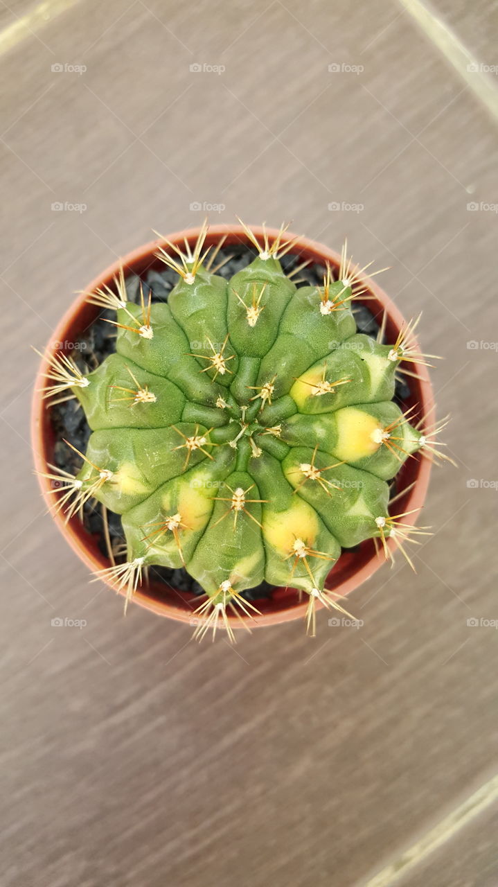 Cactus, Gymno