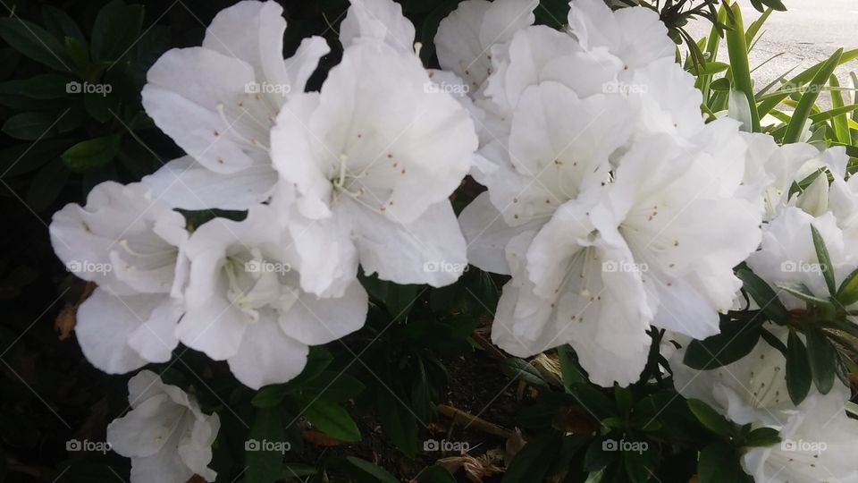 Pretty White Flower
