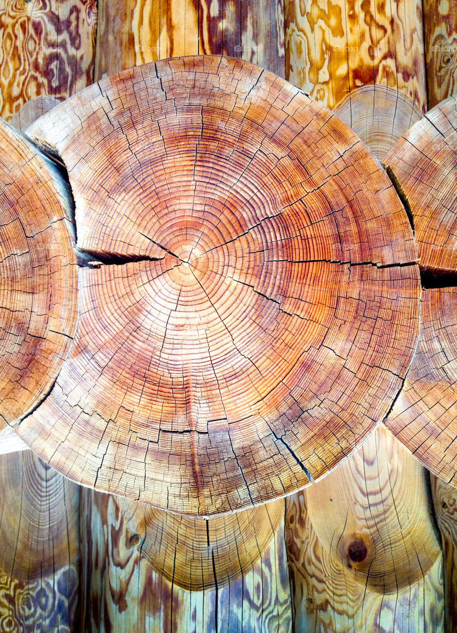 Tree Ring