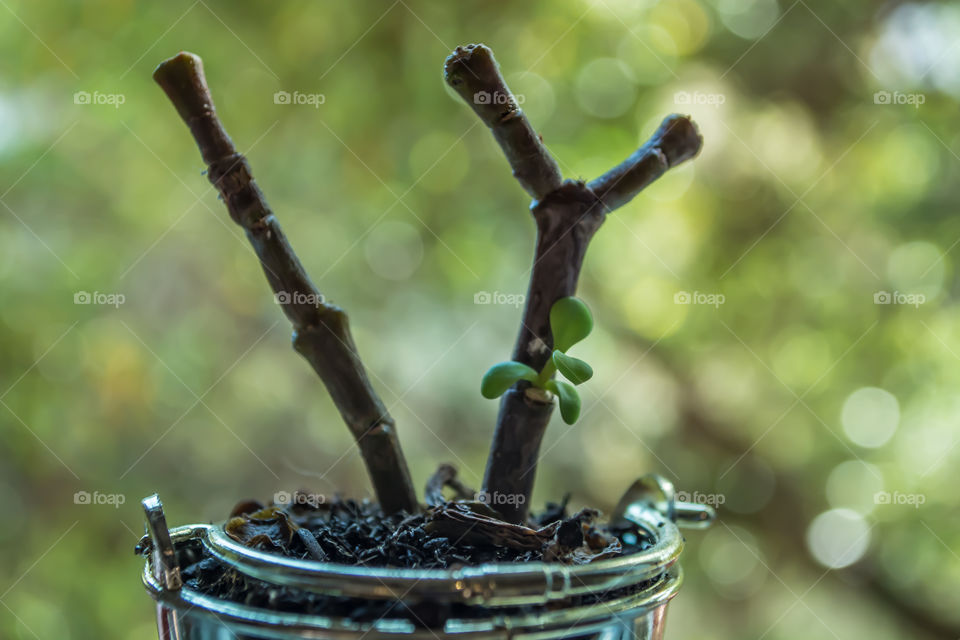 Small plant growing