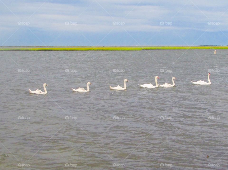 Symmetry, birds , wildlife , swans 