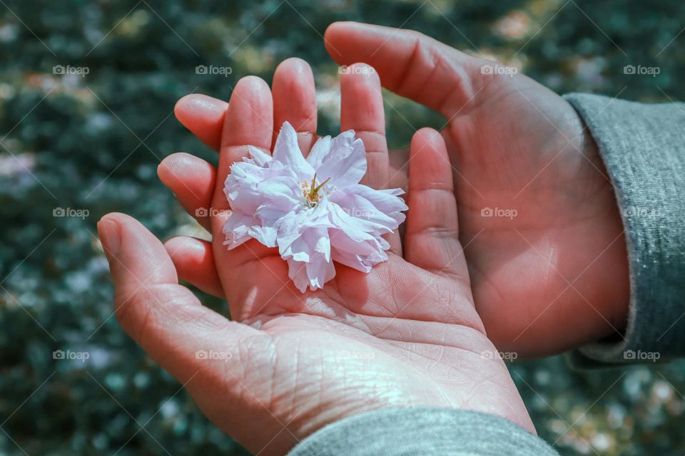 Lovely cherry blossom