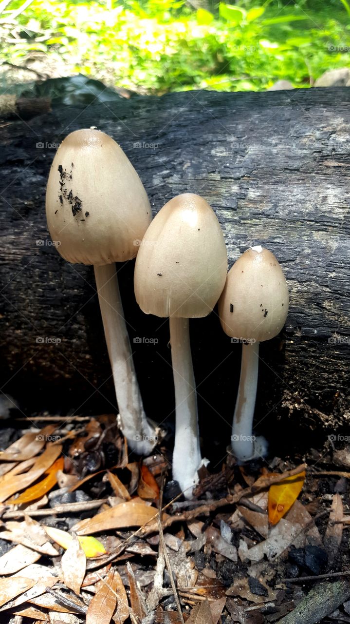 3 mushrooms