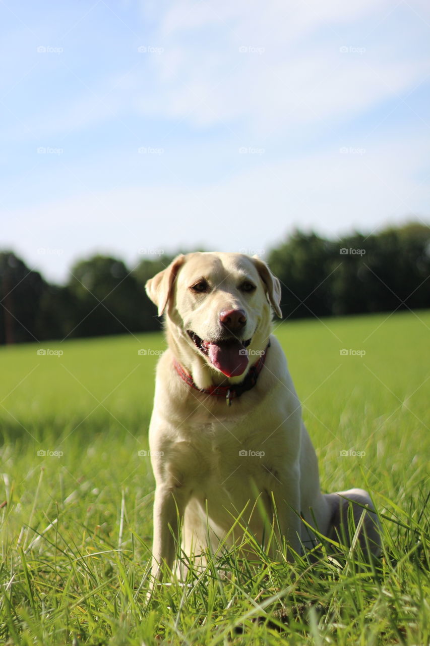 Dog sitting on the grass