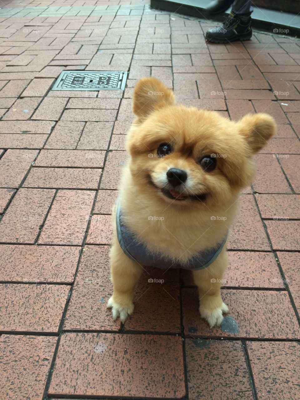 Cute dog in Hong Kong 