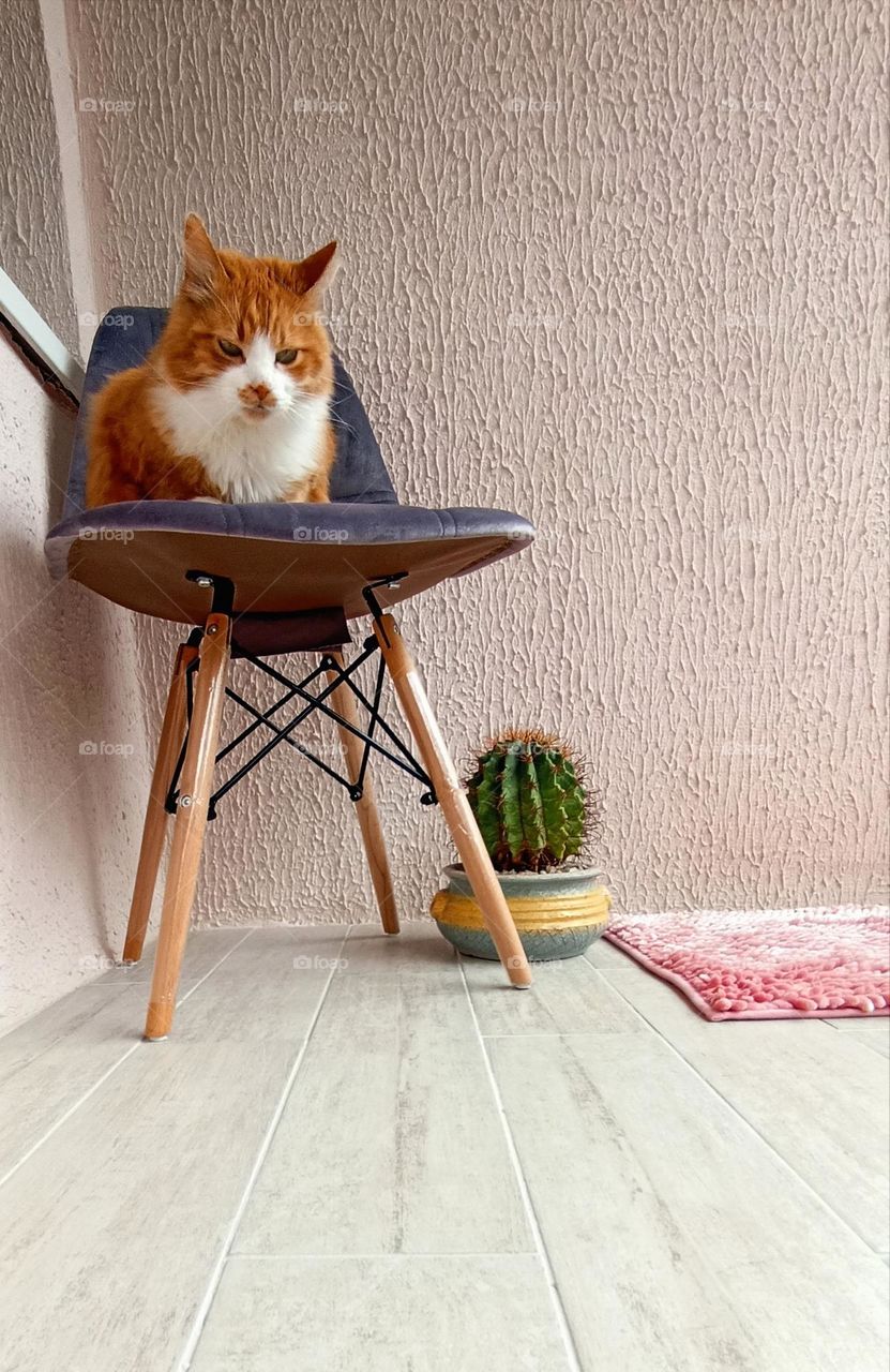 ginger cat relaxing home on a chair view from the ground